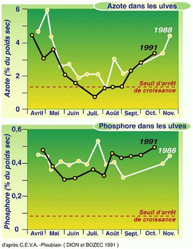 Evolution saisonnière dans la baie de Saint-Brieuc des teneurs en phosphore et en azote du tissu des ulves de la marée verte.